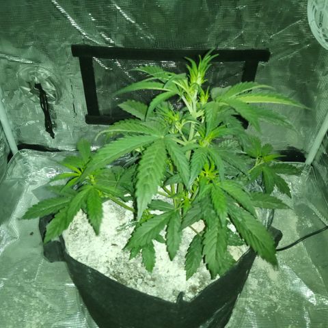 Gorilla Glue (Contest) growlog photo: Streeeetch