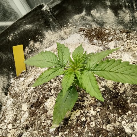 Crystal Candy XL Auto growlog timeline photo