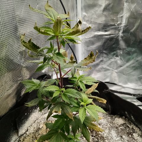 White widow growlog photo: Might be a phoenix 