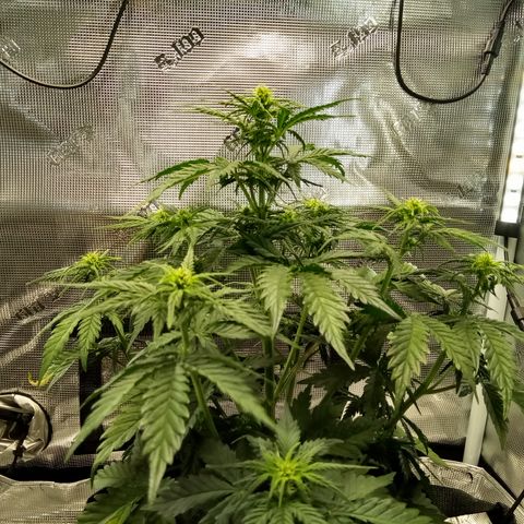 Jet growlog timeline photo