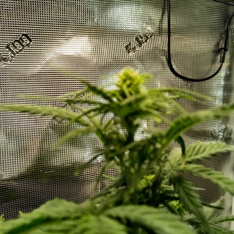 Jet growlog timeline photo