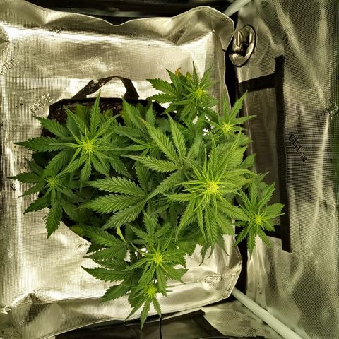 Jet growlog timeline photo