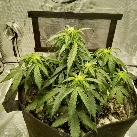 Bruce Banner auto growlog timeline photo