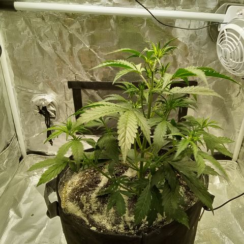 Gorilla Glue (Contest) growlog timeline photo