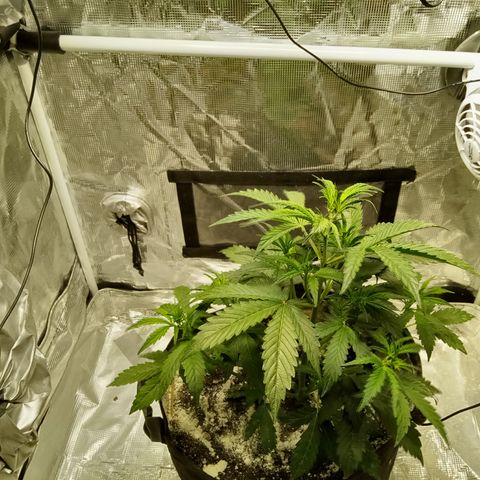 Gorilla Glue (Contest) growlog timeline photo