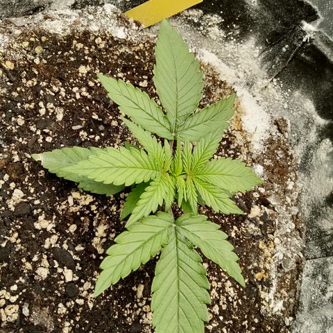 Crystal Candy XL Auto growlog photo: Woooo