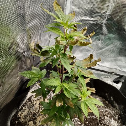 White widow growlog timeline photo