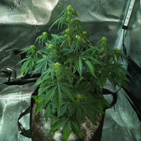 Jet growlog photo: This was hour five of dark before watering 