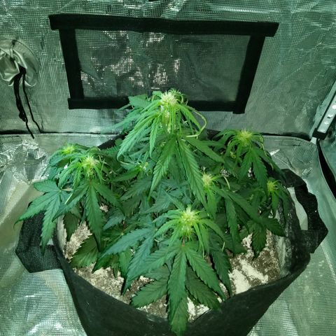Bruce Banner auto growlog photo: Not stretching much 😕