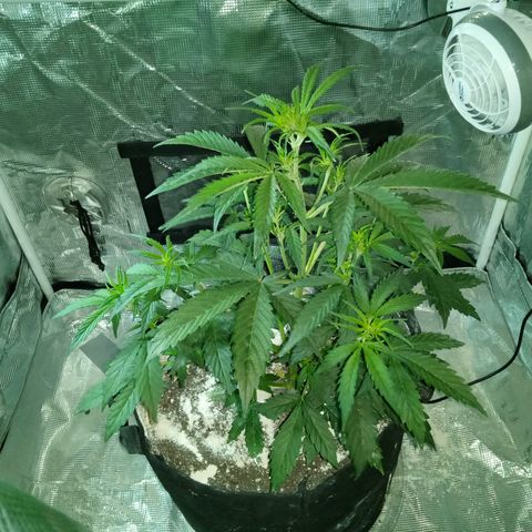 Gorilla Glue (Contest) growlog timeline photo