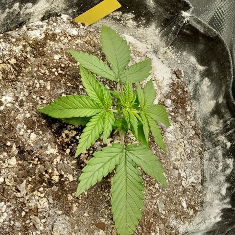 Crystal Candy XL Auto growlog photo: Low stress bending, it was happy before lol, lower nodes getting that sweet ☀️