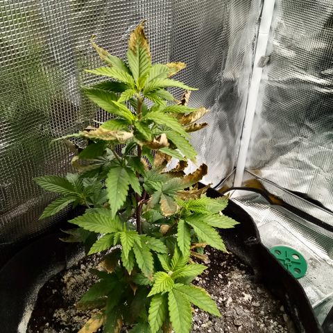 White widow growlog photo: 😢