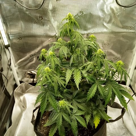 Jet growlog timeline photo