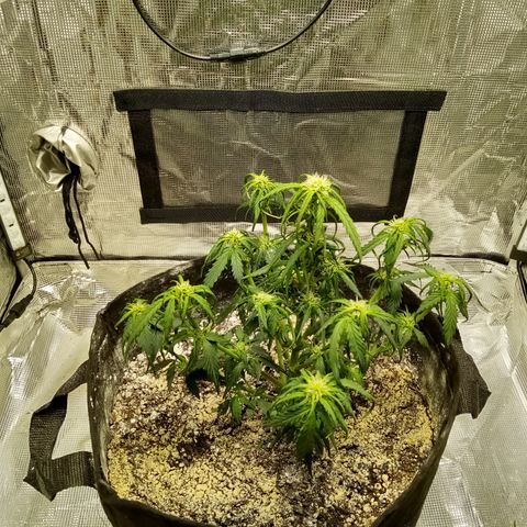 Bruce Banner auto growlog photo: Cut down a bit of canopy 😭