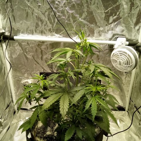 Gorilla Glue (Contest) growlog photo: Lights raised, top is growing funny now, self topping? 🤔