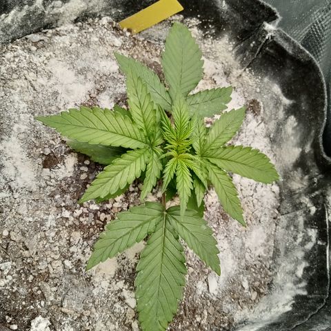 Crystal Candy XL Auto growlog timeline photo