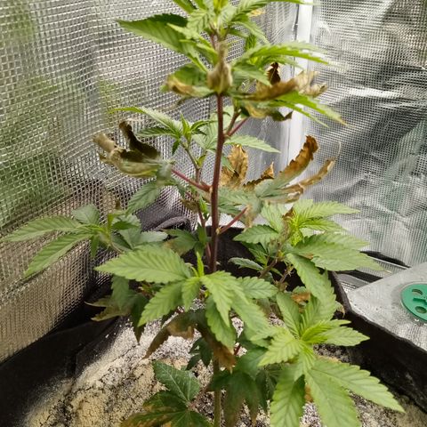 White widow growlog timeline photo
