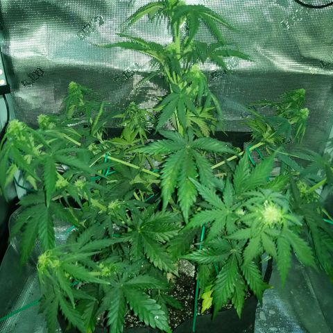 Jet growlog photo: Ready to flower