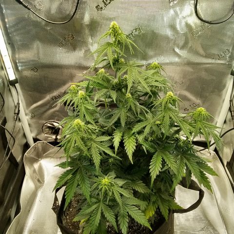 Jet growlog photo: Ready to flower