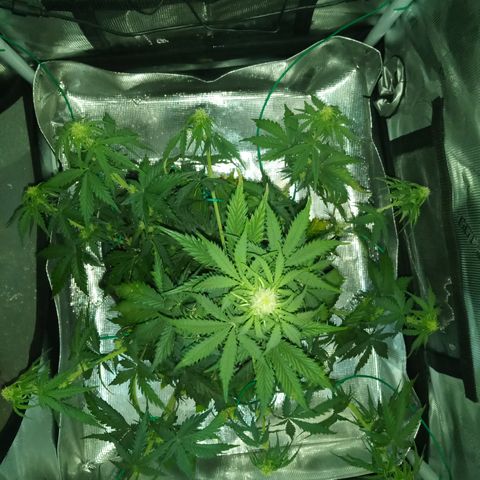 Jet growlog photo: Ready to flower
