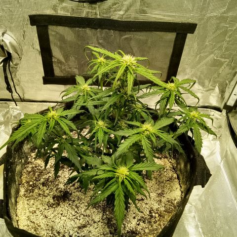 Bruce Banner auto growlog photo: Dwarf power!