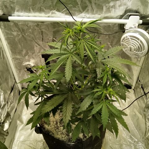 Gorilla Glue (Contest) growlog photo: Lights went out during photo 