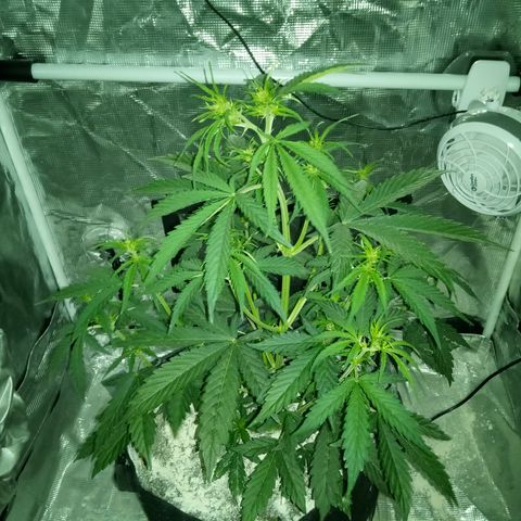 Gorilla Glue (Contest) growlog photo: Lights went out during photo 