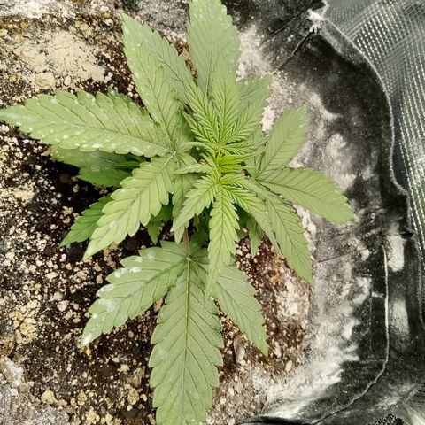 Crystal Candy XL Auto growlog photo: Faster!
