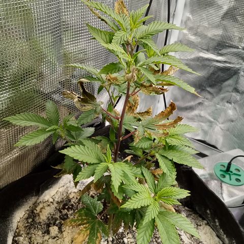 White widow growlog photo: Lots of green growth gives me hope