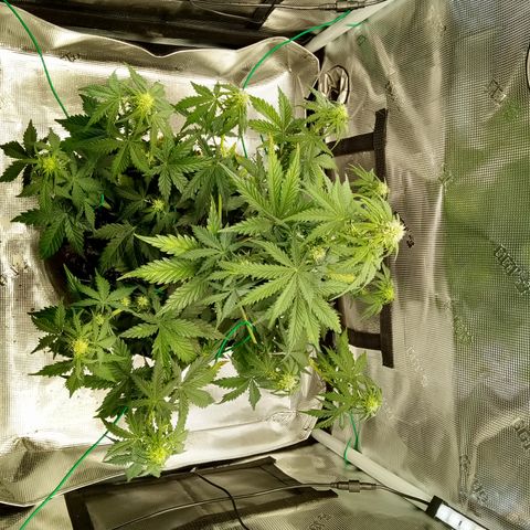 Jet growlog timeline photo
