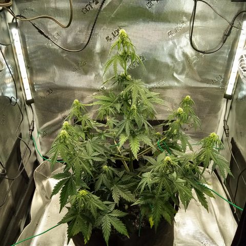 Jet growlog timeline photo