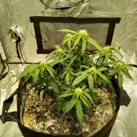 Bruce Banner auto growlog timeline photo