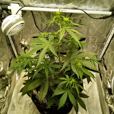 Gorilla Glue (Contest) growlog photo: Moved tents, changed supplemental light position 