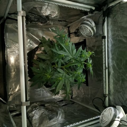 Gorilla Glue (Contest) growlog photo: Moved tents, changed supplemental light position 
