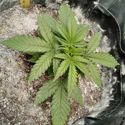 Crystal Candy XL Auto growlog photo: Ready for its own tent soon