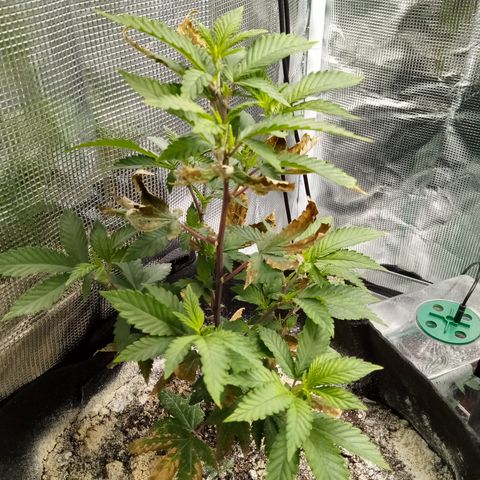 White widow growlog photo: 🏥