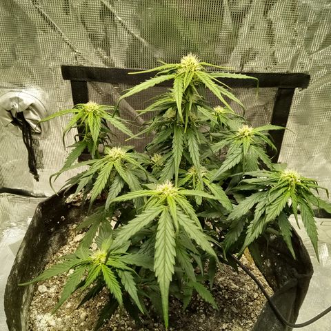 Bruce Banner auto growlog timeline photo