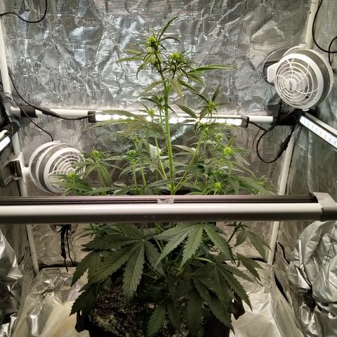 Gorilla Glue (Contest) growlog photo: Runt no more lol
