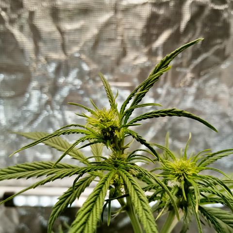 Gorilla Glue (Contest) growlog photo: Budz