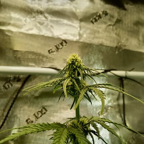 Jet growlog timeline photo