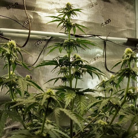 Jet growlog timeline photo