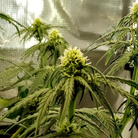Jet growlog timeline photo