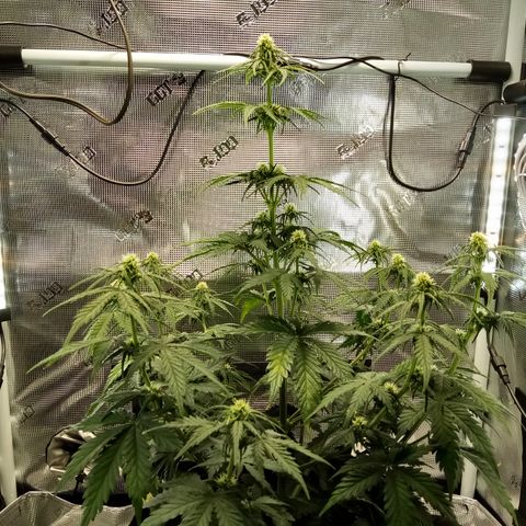 Jet growlog timeline photo