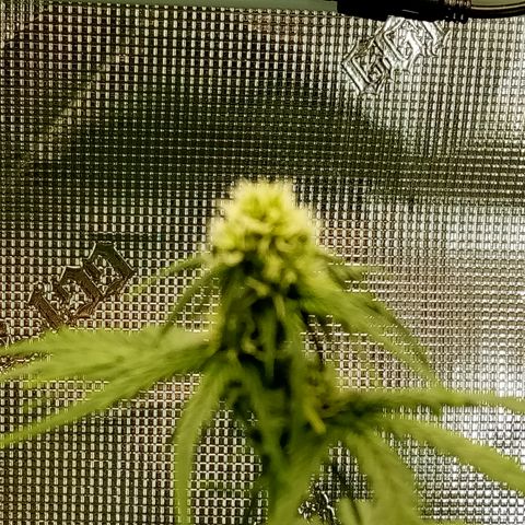 Jet growlog timeline photo