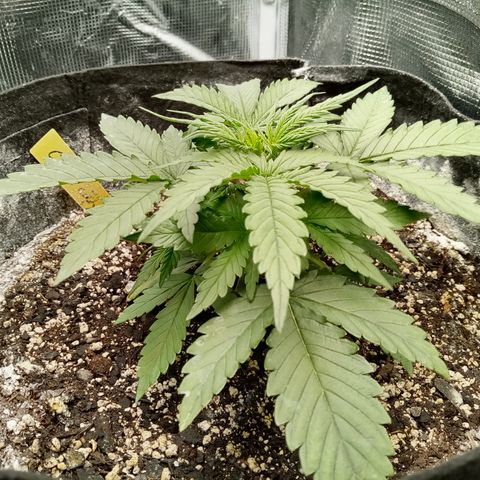 Crystal Candy XL Auto growlog timeline photo