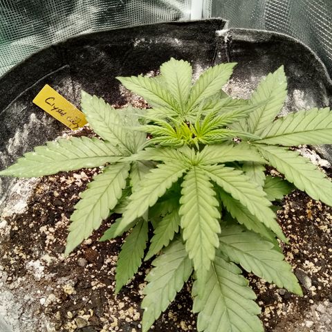 Crystal Candy XL Auto growlog timeline photo