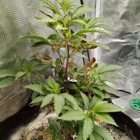 White widow growlog photo: So much growth 👍
