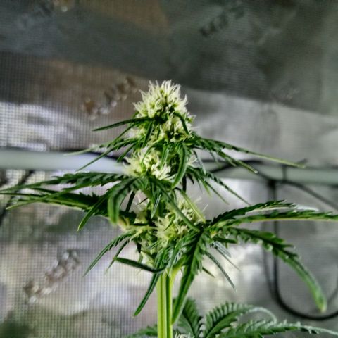 Jet growlog photo: Dark time photos