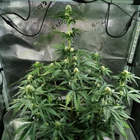 Jet growlog photo: Dark time photos