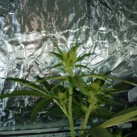 Gorilla Glue (Contest) growlog photo: Keeps growing 
